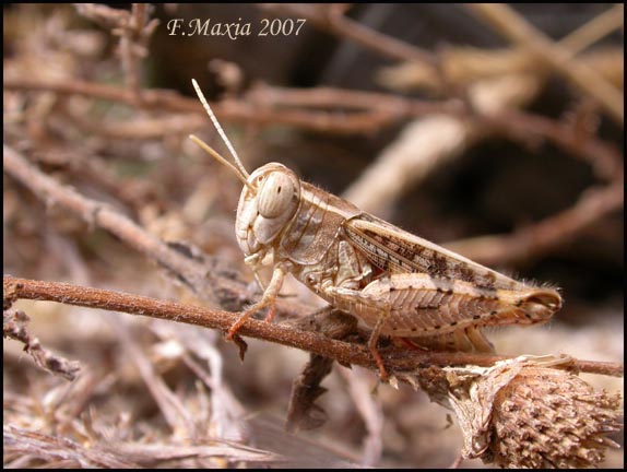 Piccola e mimetica: Calliptamus sp. (Acrididae)